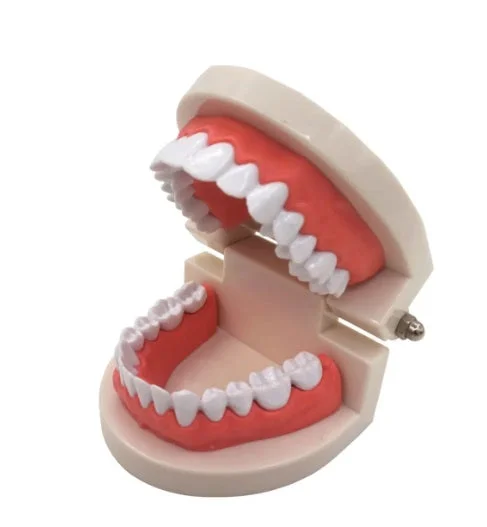 Hand - Carved Wooden Educational Toys with Alphabet - Learning BlocksDental Hygiene - Teeth Model